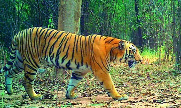 Andhra: वन्यजीवों की मौत ने पूरे रायलसीमा में चिंता बढ़ा दी है