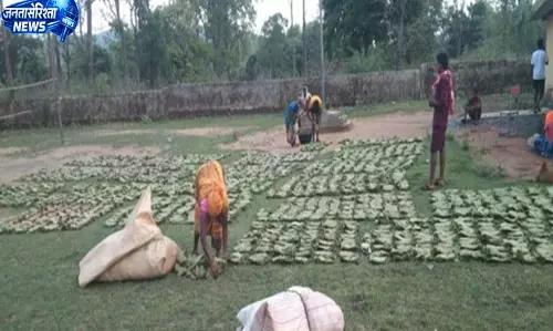 तेन्दूपत्ता संग्रहण की नई पहल से अबुझमाड़ के 22 गांवों को मिला लाभ