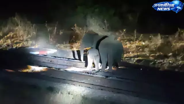 हाथियों के आवागमन से हावड़ा-नई दिल्ली रेल मार्ग बाधित हाथियों के आवागमन से हावड़ा-नई दिल्ली रेल मार्ग बाधित