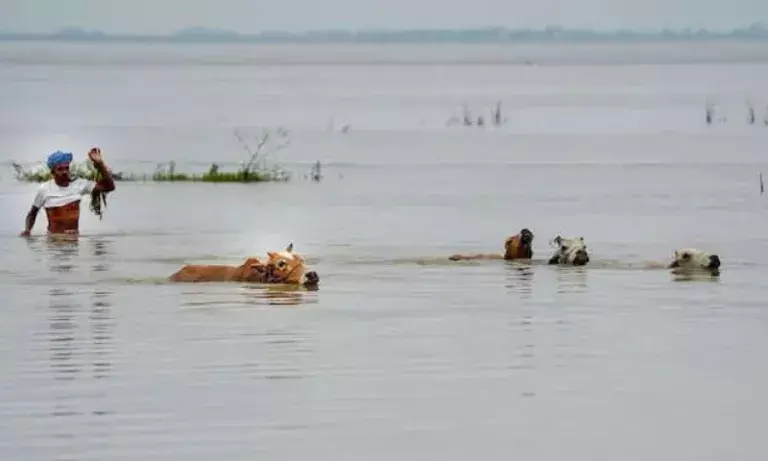 Assam: चार जिलों में 24,000 से ज्यादा जानवर बाढ़ से प्रभावित Assam: चार जिलों में 24,000 से ज्यादा जानवर बाढ़ से प्रभावित