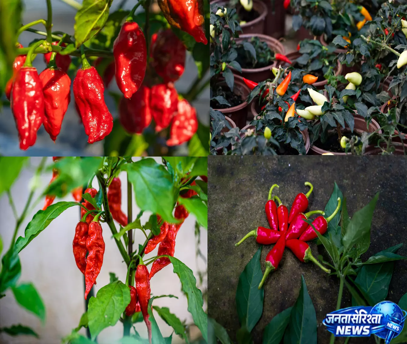 भूत जोलोकिया से गुंटुर सन्नम तक, ये हैं भारत की सबसे तीखी मिर्चें भूत जोलोकिया से गुंटुर सन्नम तक, ये हैं भारत की सबसे तीखी मिर्चें