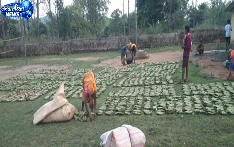 तेन्दूपत्ता संग्रहण की नई पहल से अबुझमाड़ के 22 गांवों को मिला लाभ तेन्दूपत्ता संग्रहण की नई पहल से अबुझमाड़ के 22 गांवों को मिला लाभ
