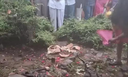 Jaipur: नाग पंचमी पर आस्था और संरक्षण का संगम, 41 जोड़े मुक्त किए गए Jaipur: नाग पंचमी पर आस्था और संरक्षण का संगम, 41 जोड़े मुक्त किए गए