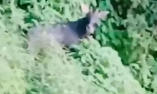 दो दशक बाद डलहौजी के जंगलों में दिखा दुर्लभ हिमालयन सेरो