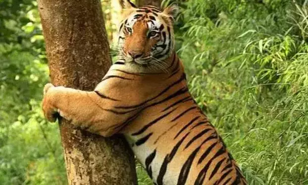 NTCA आंध्र प्रदेश के लापता बाघों की जांच करेगा, अवैध शिकार के खिलाफ सतर्कता बरतने को कहा गया है NTCA आंध्र प्रदेश के लापता बाघों की जांच करेगा, अवैध शिकार के खिलाफ सतर्कता बरतने को कहा गया है