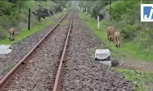 OMG! अचानक रेलवे ट्रैक के पास आ गए 5 शेर, फिर...VIDEO