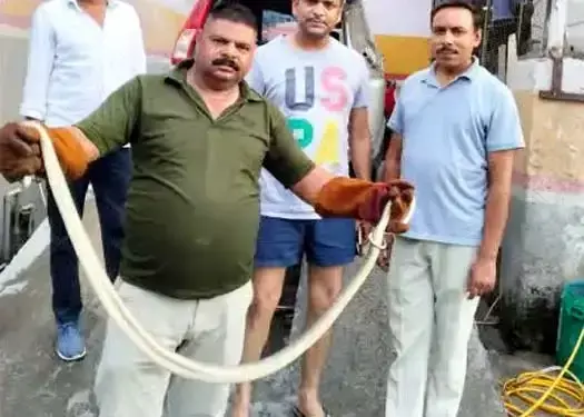 Haridwar: सात फीट के धामन सांप ने मचाई दहशत, कार समेत तीन जगह रेस्क्यू