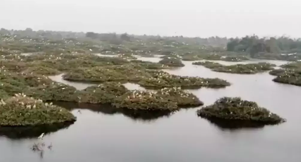 Tamil Nadu: पक्षियों की सुरक्षा के लिए वेदानथंगल झील से शिकारी मछलियों को हटाने का काम चल रहा है Tamil Nadu: पक्षियों की सुरक्षा के लिए वेदानथंगल झील से शिकारी मछलियों को हटाने का काम चल रहा है