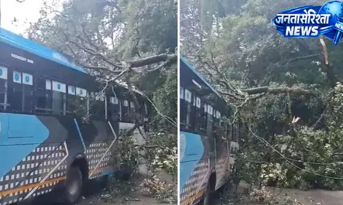शिमला में बड़ा हादसा टला, चलती निजी बस पर गिरा विशाल पेड़; सात यात्री बाल-बाल बचे