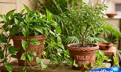 तुलसी और मनी प्लांट साथ रखने से पहले जान लें ये जरूरी वास्तु नियम