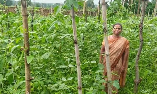 मचान विधि से बदली किस्मत, घुटरा की विमला दीदी बनीं महिला किसानों के लिए प्रेरणा मचान विधि से बदली किस्मत, घुटरा की विमला दीदी बनीं महिला किसानों के लिए प्रेरणा