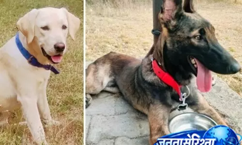 आतंकियों का पीछा करने वाली नस्ल का डॉग अब बरेली पुलिस में आतंकियों का पीछा करने वाली नस्ल का डॉग अब बरेली पुलिस में