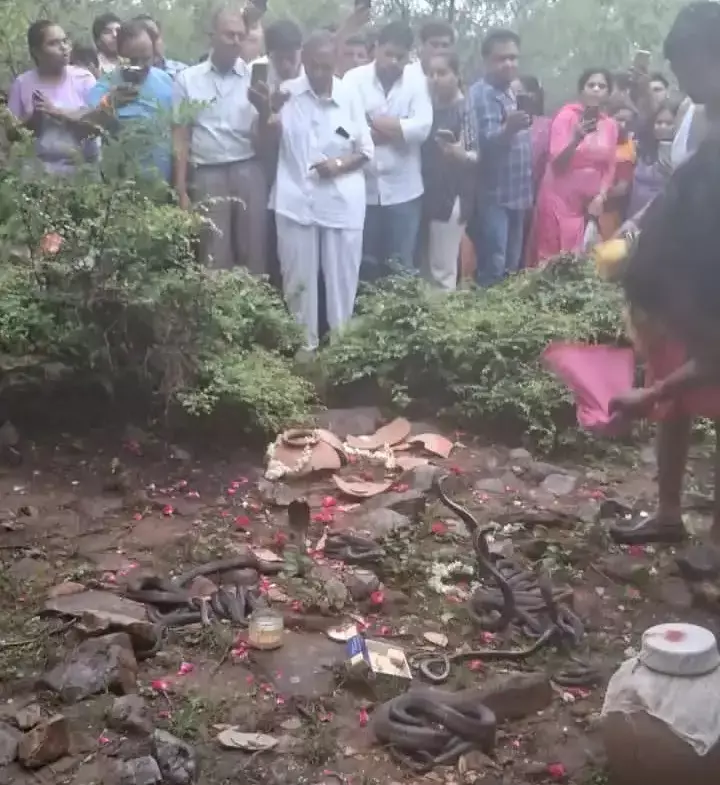 Jaipur: नाग पंचमी पर आस्था और संरक्षण का संगम, 41 जोड़े मुक्त किए गए Jaipur: नाग पंचमी पर आस्था और संरक्षण का संगम, 41 जोड़े मुक्त किए गए
