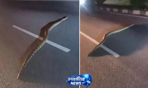 किरतपुर-मनाली फोरलेन पर दिखा विशाल अजगर किरतपुर-मनाली फोरलेन पर दिखा विशाल अजगर