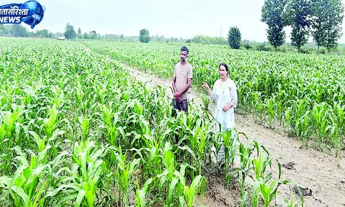 फाल आर्मी वर्म से बचाव के लिए कृषि अधिकारी डटे फाल आर्मी वर्म से बचाव के लिए कृषि अधिकारी डटे