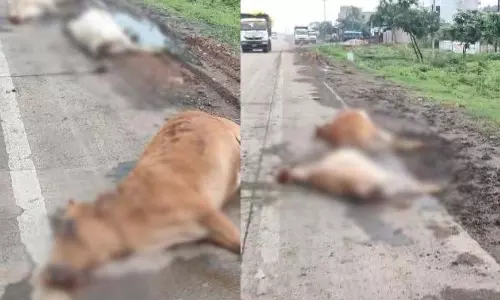 बिलासपुर-रतनपुर में दर्दनाक हादसा, तेज रफ्तार अज्ञात वाहन ने 9 गौवंशों को कुचला