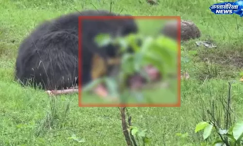CG: मादा भालू ने दो ग्रामीणों को खाया, देखें LIVE VIDEO... CG: मादा भालू ने दो ग्रामीणों को खाया, देखें LIVE VIDEO...