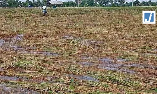 फसल बीमा के दायरे में 1 करोड़ हेक्टेयर से अधिक भूमि के साथ राजस्थान देश में अग्रणी फसल बीमा के दायरे में 1 करोड़ हेक्टेयर से अधिक भूमि के साथ राजस्थान देश में अग्रणी