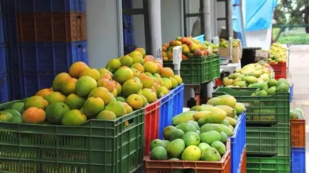 धर्मपुरी-कृष्णागिरी में बनेगा आम औद्योगिक कॉरिडोर, सरकार ने बनाया पांच प्रसंस्करण पार्क का प्रस्ताव धर्मपुरी-कृष्णागिरी में बनेगा आम औद्योगिक कॉरिडोर, सरकार ने बनाया पांच प्रसंस्करण पार्क का प्रस्ताव