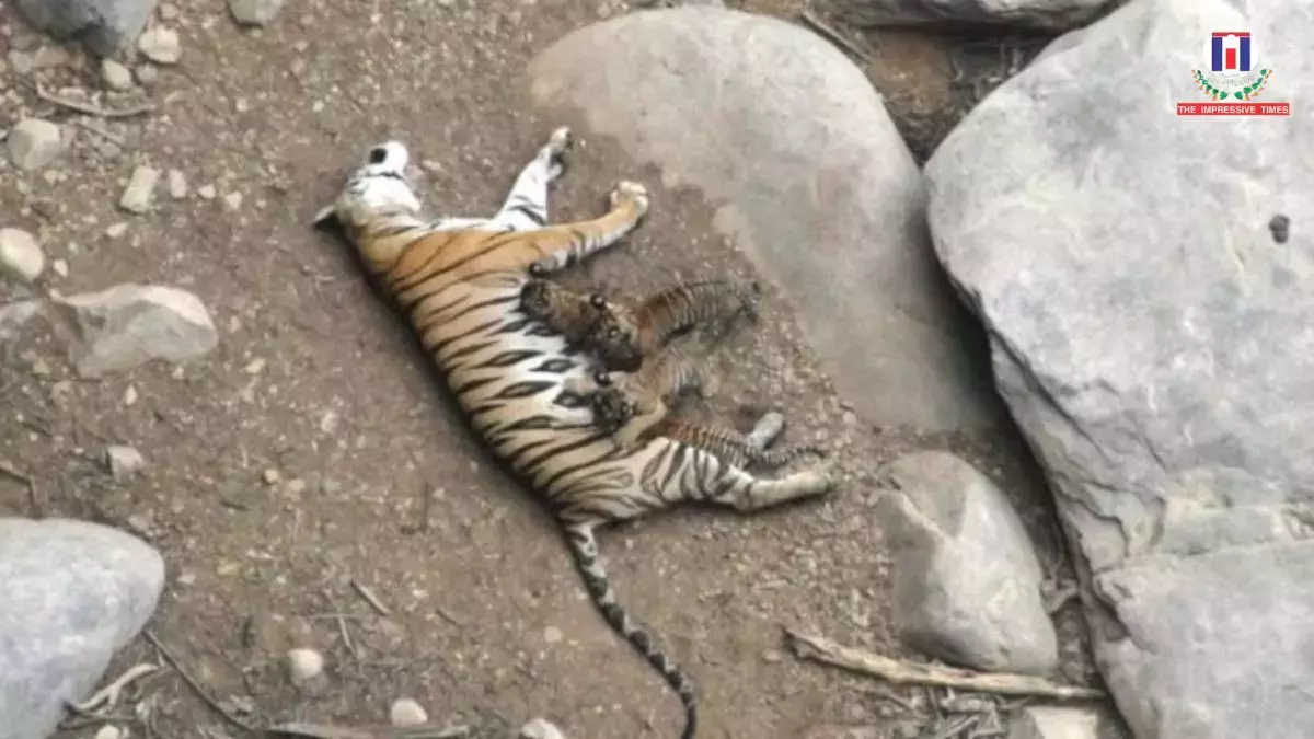 Andhra: मरकापुर जंगल में बाघ की गोली मारकर हत्या, पंजे कटे; 7 को हिरासत में लिया गया Andhra: मरकापुर जंगल में बाघ की गोली मारकर हत्या, पंजे कटे; 7 को हिरासत में लिया गया