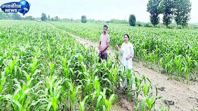 फाल आर्मी वर्म से बचाव के लिए कृषि अधिकारी डटे फाल आर्मी वर्म से बचाव के लिए कृषि अधिकारी डटे