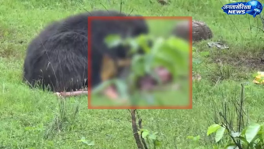CG: मादा भालू ने दो ग्रामीणों को खाया, देखें LIVE VIDEO... CG: मादा भालू ने दो ग्रामीणों को खाया, देखें LIVE VIDEO...
