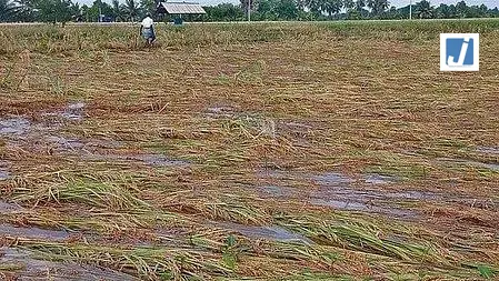 फसल बीमा के दायरे में 1 करोड़ हेक्टेयर से अधिक भूमि के साथ राजस्थान देश में अग्रणी
