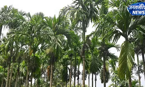 कर्नाटक में बढ़ा सुपारी की खेती का रकबा, लेकिन उत्पादकता में 37% की गिरावट कर्नाटक में बढ़ा सुपारी की खेती का रकबा, लेकिन उत्पादकता में 37% की गिरावट