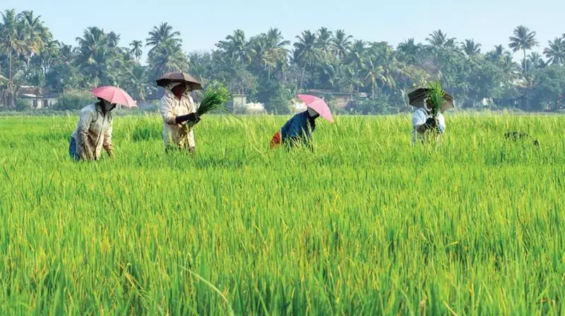 Telangana: अल नीनो से बेपरवाह, तेलंगाना के किसानों ने पिछले साल की तुलना में अधिक क्षेत्र में बुआई की