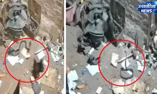 सिवनी में चूजों को बचाने के लिए जहरीले सांप से भिड़ी मुर्गी, वीडियो हुआ वायरल सिवनी में चूजों को बचाने के लिए जहरीले सांप से भिड़ी मुर्गी, वीडियो हुआ वायरल