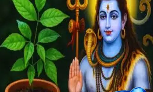 क्या घर में बेलपत्र का वृक्ष लगाना चाहिए? जानिए क्या कहते हैं धर्मग्रंथ
