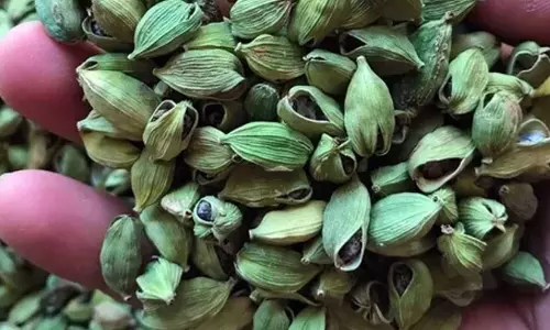 इलायची की बढ़ती कीमतों के बीच चोरी का खतरा बढ़ा, पहाड़ी इलाकों में किसान परेशान इलायची की बढ़ती कीमतों के बीच चोरी का खतरा बढ़ा, पहाड़ी इलाकों में किसान परेशान