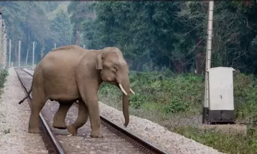 ट्रैक पर आए हाथी, लोको पायलट ने रोकी उत्कल एक्सप्रेस; टला हादसा ट्रैक पर आए हाथी, लोको पायलट ने रोकी उत्कल एक्सप्रेस; टला हादसा