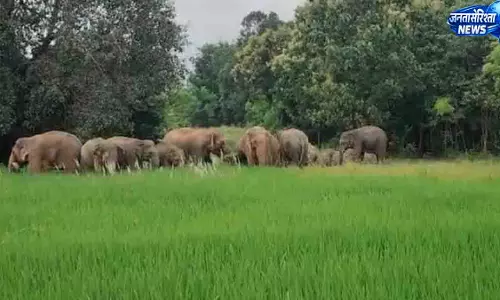 हाथियों का बढ़ा आतंक, तीन दिनों में 6 मकान और 83 किसानों की फसलें तबाह