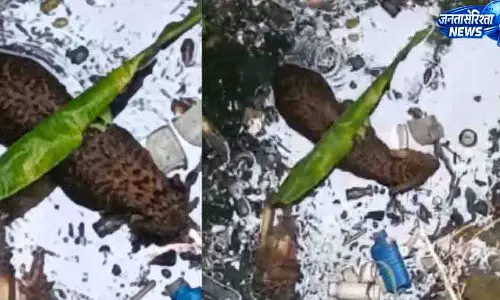 कुएं में गिरे तेंदुए को वन विभाग ने किया रेस्क्यू
