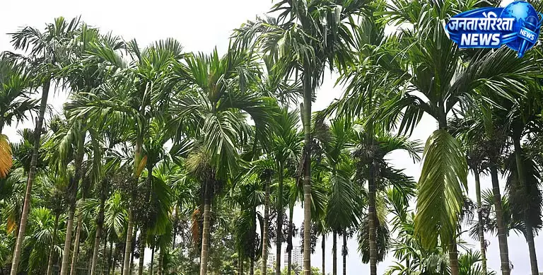 कर्नाटक में बढ़ा सुपारी की खेती का रकबा, लेकिन उत्पादकता में 37% की गिरावट कर्नाटक में बढ़ा सुपारी की खेती का रकबा, लेकिन उत्पादकता में 37% की गिरावट