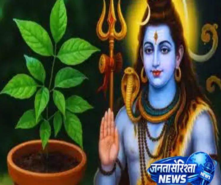 क्या घर में बेलपत्र का वृक्ष लगाना चाहिए? जानिए क्या कहते हैं धर्मग्रंथ क्या घर में बेलपत्र का वृक्ष लगाना चाहिए? जानिए क्या कहते हैं धर्मग्रंथ