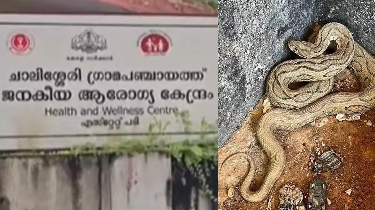 kerala: ड्यूटी के दौरान नर्स को वाइपर सांप ने डसा, हालत गंभीर; इलाज जारी kerala: ड्यूटी के दौरान नर्स को वाइपर सांप ने डसा, हालत गंभीर; इलाज जारी