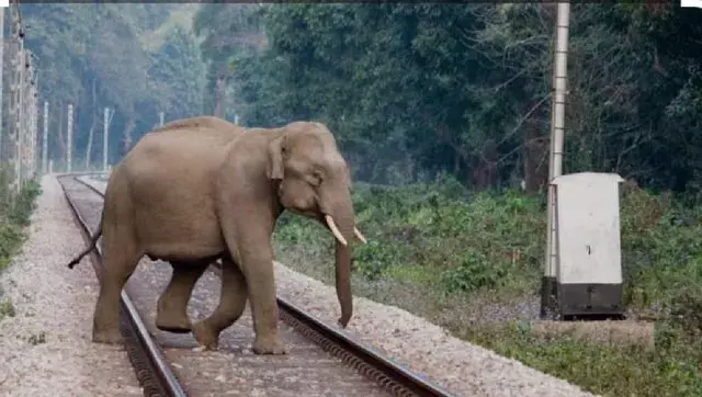 ट्रैक पर आए हाथी, लोको पायलट ने रोकी उत्कल एक्सप्रेस; टला हादसा ट्रैक पर आए हाथी, लोको पायलट ने रोकी उत्कल एक्सप्रेस; टला हादसा