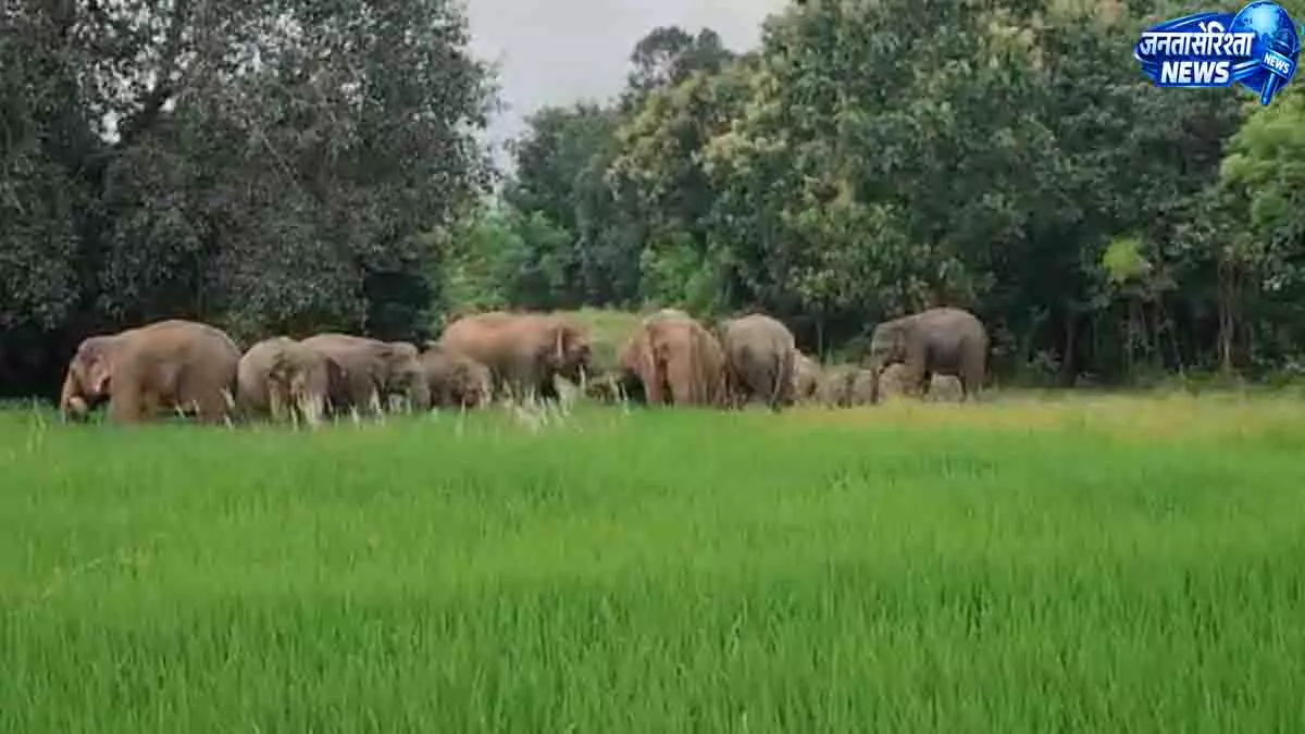 हाथियों का बढ़ा आतंक, तीन दिनों में 6 मकान और 83 किसानों की फसलें तबाह हाथियों का बढ़ा आतंक, तीन दिनों में 6 मकान और 83 किसानों की फसलें तबाह