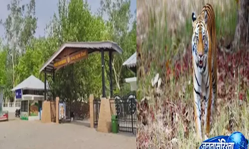 पन्ना टाइगर रिजर्व में बना आलीशान रिसोर्ट बना विवाद का कारण, वन्यजीवों के विचरण पर मंडराया संकट पन्ना टाइगर रिजर्व में बना आलीशान रिसोर्ट बना विवाद का कारण, वन्यजीवों के विचरण पर मंडराया संकट