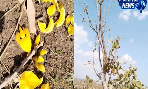 मध्य प्रदेश के एकमात्र पीले पलाश के वृक्ष पर संकट, विकास परियोजना के बीच बचाने की कोशिश मध्य प्रदेश के एकमात्र पीले पलाश के वृक्ष पर संकट, विकास परियोजना के बीच बचाने की कोशिश