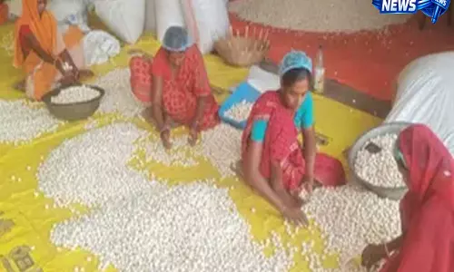 लोकल से ग्लोबल होगा बिहार का मखाना, इंटरनेशनल डिमांड पूरी करने के लिए बनेंगे हाईटेक पॉपिंग सेंटर लोकल से ग्लोबल होगा बिहार का मखाना, इंटरनेशनल डिमांड पूरी करने के लिए बनेंगे हाईटेक पॉपिंग सेंटर