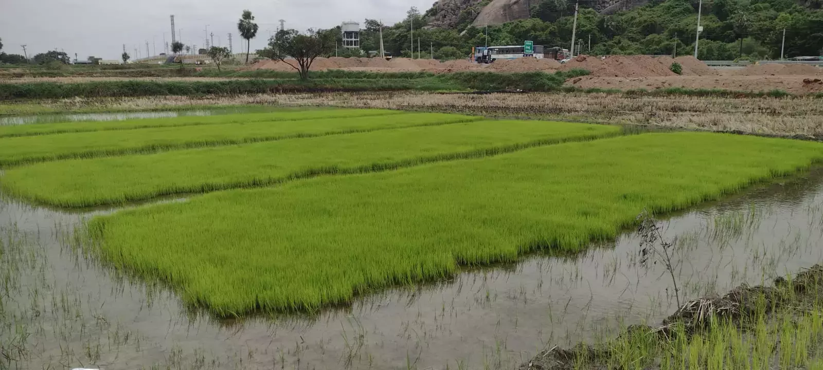 Telangana: जुलाई के अंत में हुई बारिश से धान की रोपाई में उछाल, अधिकारी चिंतित Telangana: जुलाई के अंत में हुई बारिश से धान की रोपाई में उछाल, अधिकारी चिंतित