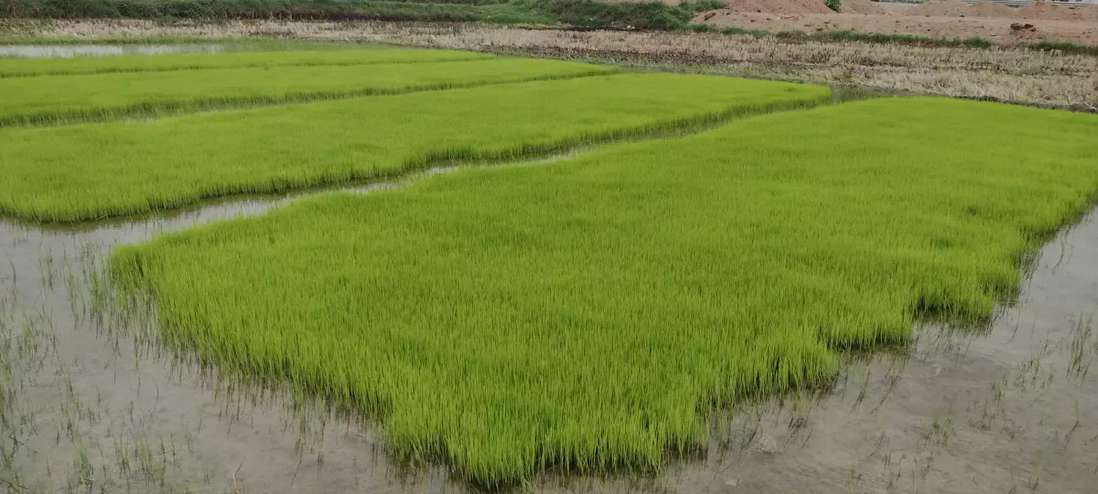 Telangana: फसलों की सिंचाई, सरकार शैतान और गहरे समुद्र के बीच फंस गई Telangana: फसलों की सिंचाई, सरकार शैतान और गहरे समुद्र के बीच फंस गई