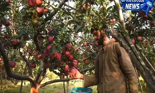 Kashmir Apple Crisis: सेब से लदे पेड़ फिर भी किसानों को डर, कमाई बचाने की चुनौती
