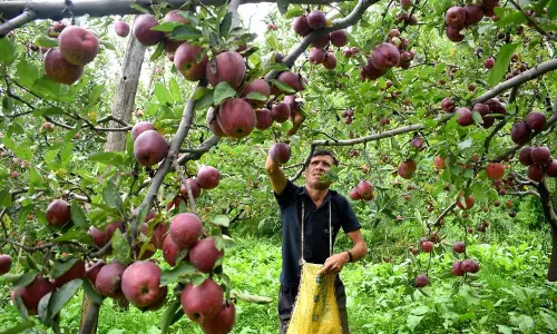 रेल से पहुंचेगा हिमाचली सेब-सब्जी रेल से पहुंचेगा हिमाचली सेब-सब्जी