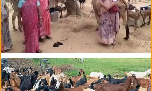 छिपली की दीदियों का कमाल, बकरी पालन से बढ़ी आय और मजबूत हुआ आत्मविश्वास छिपली की दीदियों का कमाल, बकरी पालन से बढ़ी आय और मजबूत हुआ आत्मविश्वास