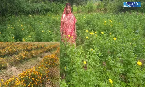 महासमुंद : गेंदे की खेती से कुमारी चंद्राकर ने बढ़ाई अपनी आमदनी महासमुंद : गेंदे की खेती से कुमारी चंद्राकर ने बढ़ाई अपनी आमदनी