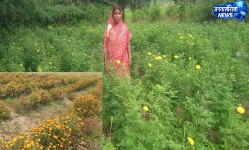 गेंदे की खेती से कुमारी चंद्राकर ने बढ़ाई अपनी आमदनी गेंदे की खेती से कुमारी चंद्राकर ने बढ़ाई अपनी आमदनी